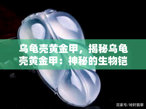 乌龟壳黄金甲，揭秘乌龟壳黄金甲：神秘的生物铠甲