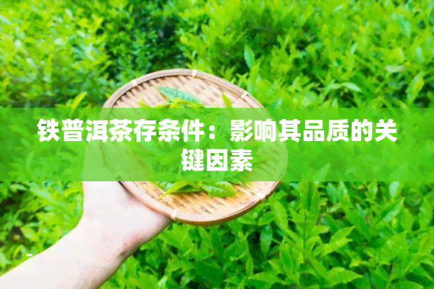 铁普洱茶存条件：影响其品质的关键因素