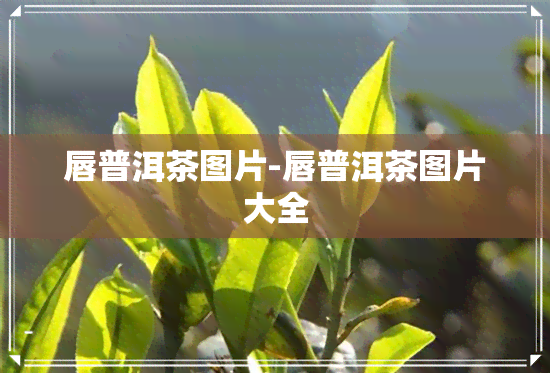 唇普洱茶图片-唇普洱茶图片大全