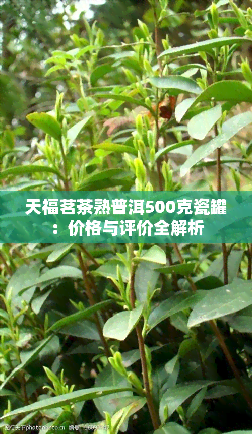 天福茗茶熟普洱500克瓷罐：价格与评价全解析