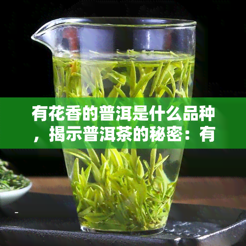 有花香的普洱是什么品种，揭示普洱茶的秘密：有花香的普洱属于哪种品种？