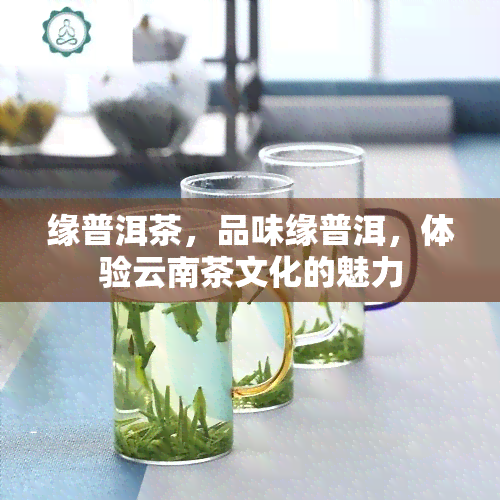 缘普洱茶，品味缘普洱，体验云南茶文化的魅力