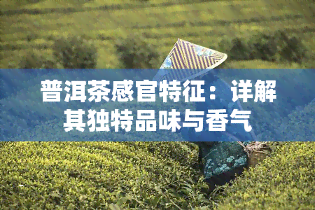 普洱茶感官特征：详解其独特品味与香气