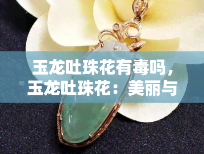 玉龙吐珠花有吗，玉龙吐珠花：美丽与危险并存，是否有？