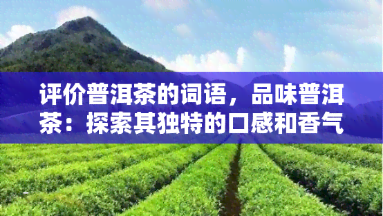 评价普洱茶的词语，品味普洱茶：探索其独特的口感和香气