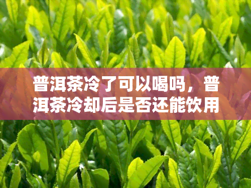 普洱茶冷了可以喝吗，普洱茶冷却后是否还能饮用？答案在这里！