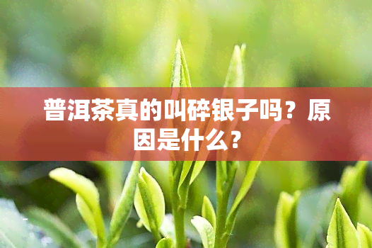 普洱茶真的叫碎银子吗？原因是什么？