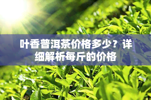 叶香普洱茶价格多少？详细解析每斤的价格