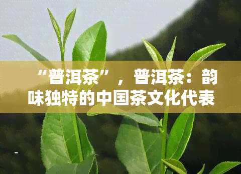 “普洱茶”，普洱茶：韵味独特的中国茶文化代表