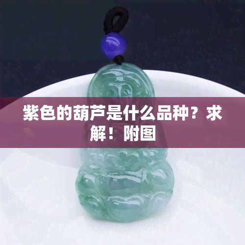 紫色的葫芦是什么品种？求解！附图