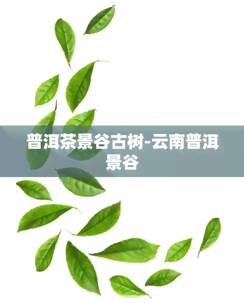 普洱茶景谷古树-云南普洱景谷