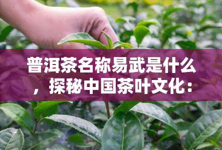 普洱茶名称易武是什么，探秘中国茶叶文化：普洱茶中的易武，你了解多少？