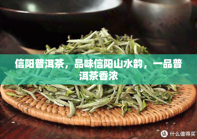 信阳普洱茶，品味信阳山水韵，一品普洱茶香浓