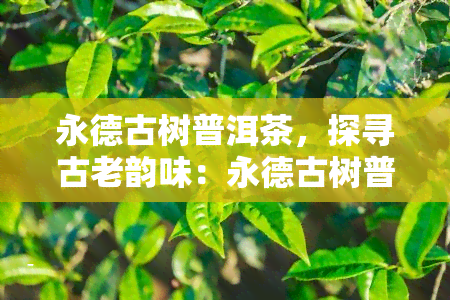 永德古树普洱茶，探寻古老韵味：永德古树普洱茶的魅力与故事