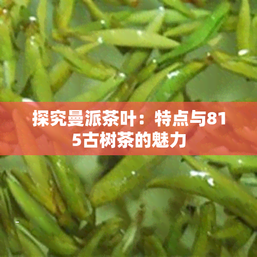 探究曼派茶叶：特点与815古树茶的魅力