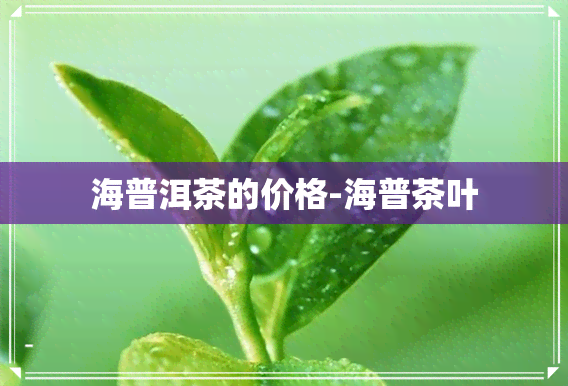 海普洱茶的价格-海普茶叶