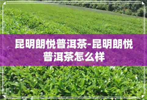 昆明朗悦普洱茶-昆明朗悦普洱茶怎么样