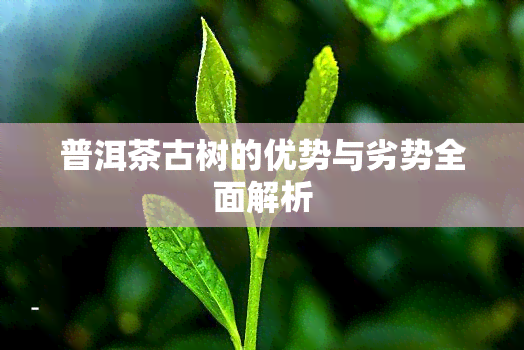 普洱茶古树的优势与劣势全面解析