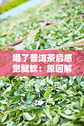 喝了普洱茶后感觉腿软：原因解析