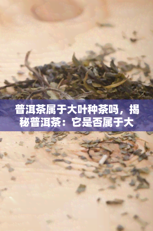 普洱茶属于大叶种茶吗，揭秘普洱茶：它是否属于大叶种茶？