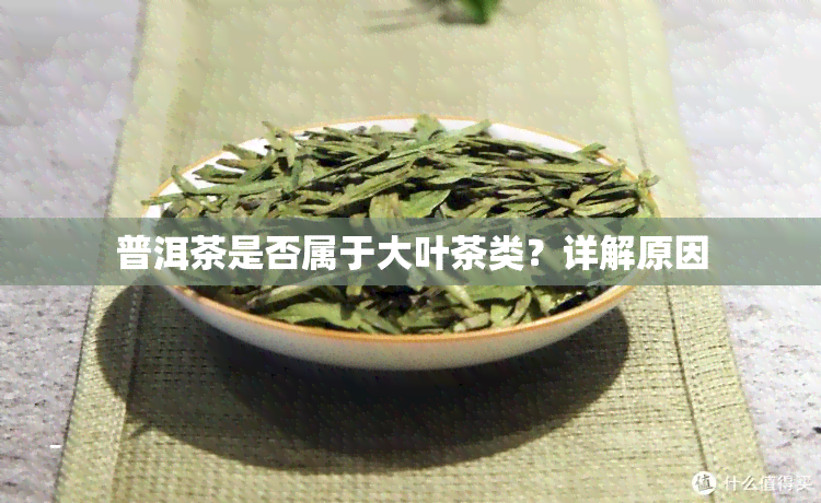 普洱茶是否属于大叶茶类？详解原因