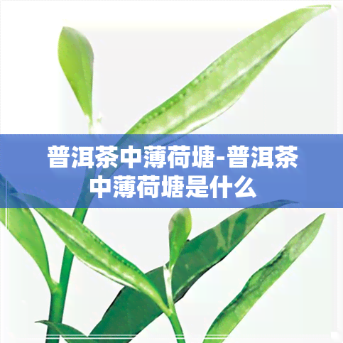 普洱茶中薄荷塘-普洱茶中薄荷塘是什么