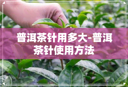 普洱茶针用多大-普洱茶针使用方法