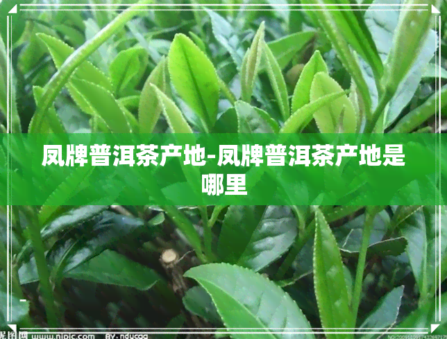 凤牌普洱茶产地-凤牌普洱茶产地是哪里