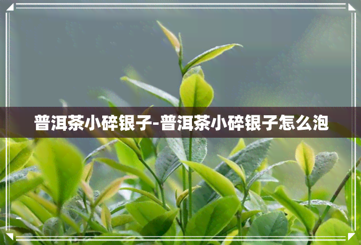 普洱茶小碎银子-普洱茶小碎银子怎么泡