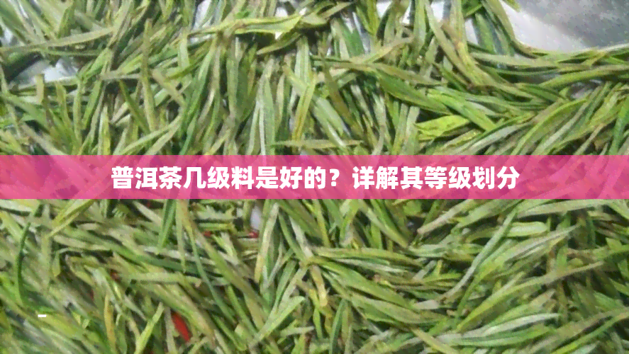 普洱茶几级料是好的？详解其等级划分