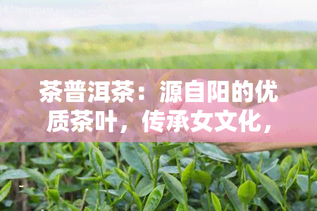 茶普洱茶：源自阳的优质茶叶，传承女文化，尽享健生活