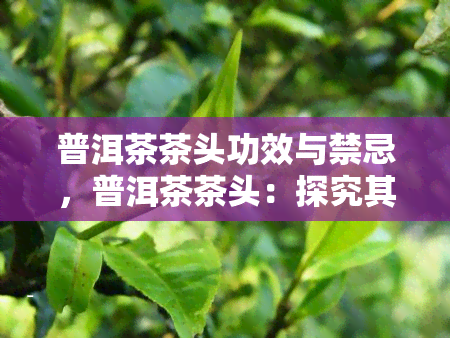 普洱茶茶头功效与禁忌，普洱茶茶头：探究其独特功效与使用禁忌