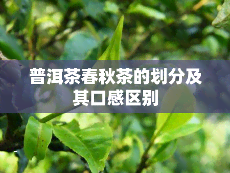 普洱茶春秋茶的划分及其口感区别