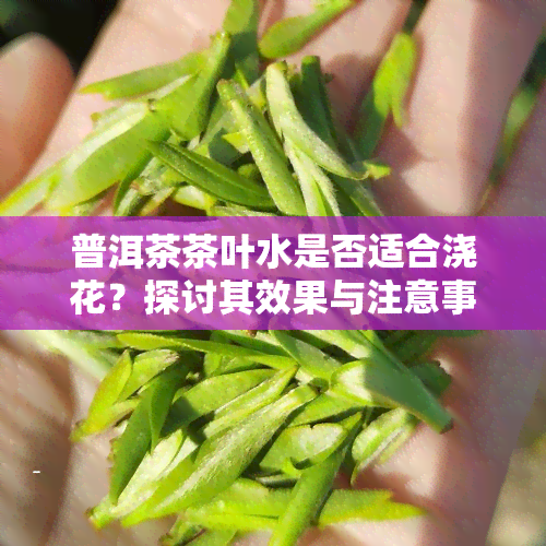 普洱茶茶叶水是否适合浇花？探讨其效果与注意事