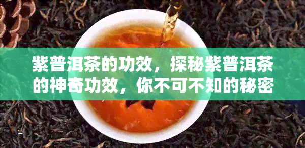 紫普洱茶的功效，探秘紫普洱茶的神奇功效，你不可不知的秘密！