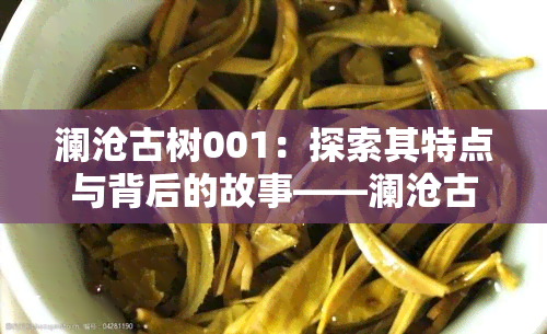 澜沧古树001：探索其特点与背后的故事——澜沧古树0081