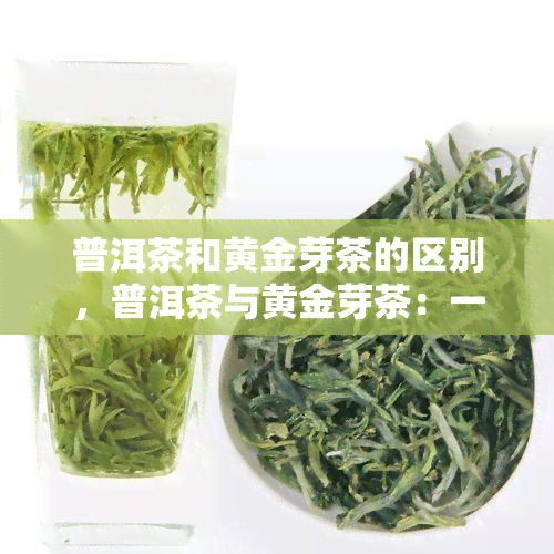 普洱茶和黄金芽茶的区别，普洱茶与黄金芽茶：一场味觉的较量