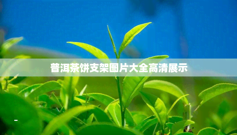 普洱茶饼支架图片大全高清展示