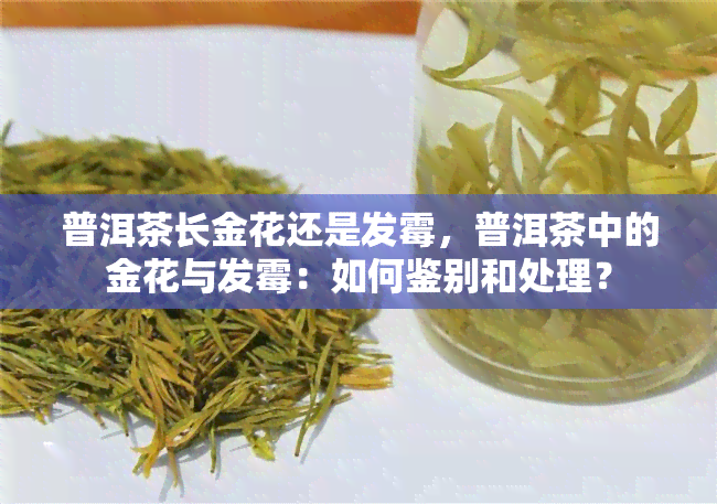 普洱茶长金花还是发霉，普洱茶中的金花与发霉：如何鉴别和处理？