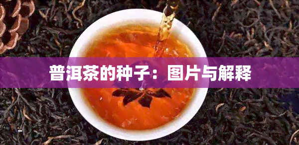 普洱茶的种子：图片与解释