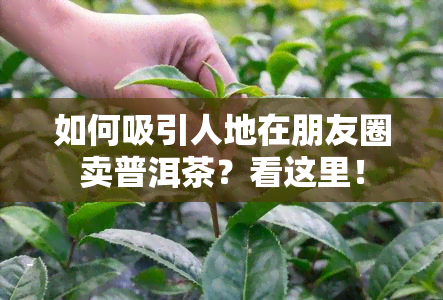 如何吸引人地在朋友圈卖普洱茶？看这里！