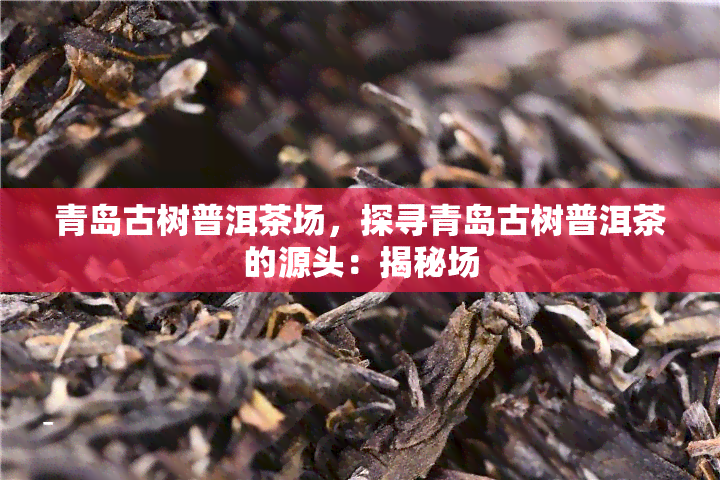 青岛古树普洱茶场，探寻青岛古树普洱茶的源头：揭秘场