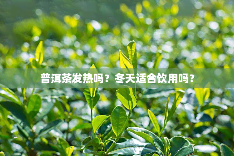 普洱茶发热吗？冬天适合饮用吗？