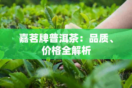 嘉茗牌普洱茶：品质、价格全解析