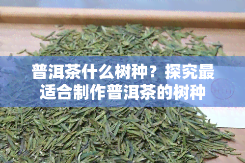 普洱茶什么树种？探究最适合制作普洱茶的树种