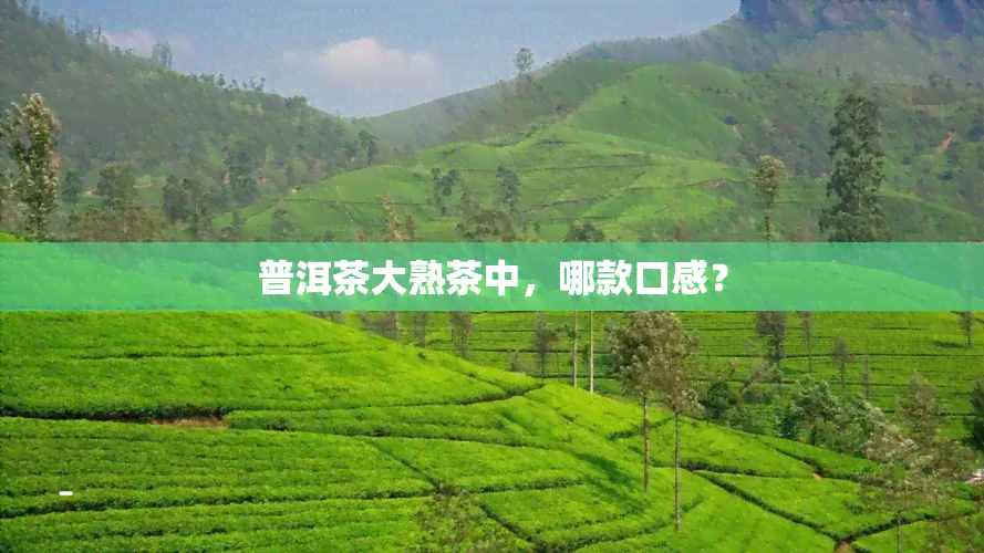 普洱茶大熟茶中，哪款口感？