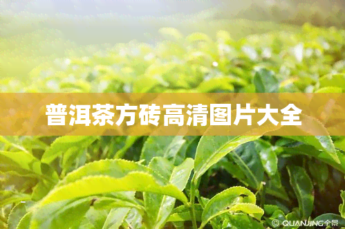 普洱茶方砖高清图片大全