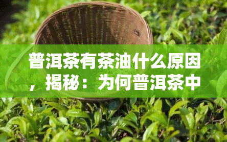 普洱茶有茶油什么原因，揭秘：为何普洱茶中含有茶油？