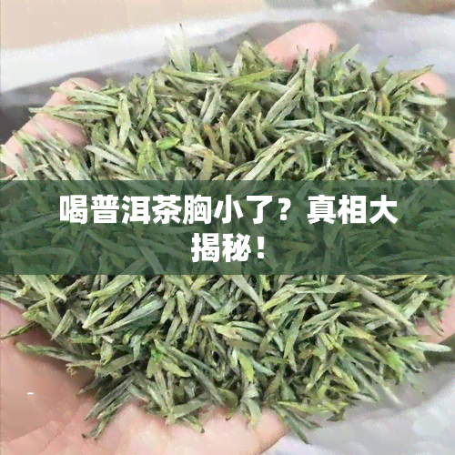 喝普洱茶胸小了？真相大揭秘！