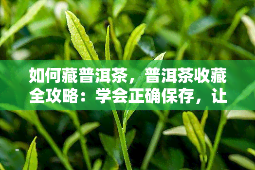 如何藏普洱茶，普洱茶收藏全攻略：学会正确保存，让你的茶叶更值钱！